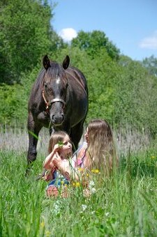Quarter horse hřebec 2 roky