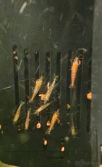 Přírodní nenáročné krevetky platí do smazání