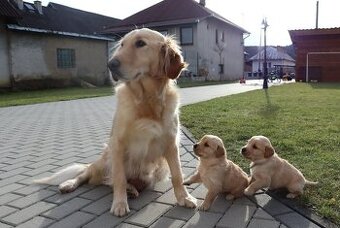 Zlatý retrívr/retriever