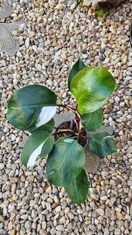 Filodendron 'White Knight'
