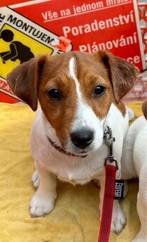 Jack Russell terier - fenka - stene s PP