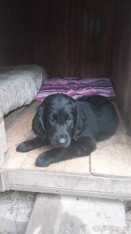 FLAT coated retriever černí krásni kluci