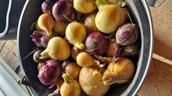 Kuchyňská Cibule, Červená řepa na uskladnění