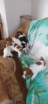 Jack Russell teriér