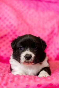 Border Kolie s PP ČMKU/FCI - 1x pes a 1x fena