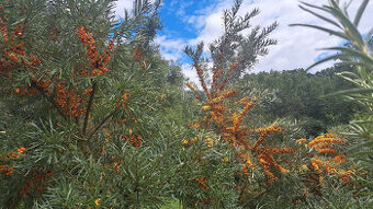 Rakytník řešetlákový zdarma