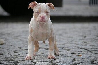 American Bully Standard PP ABKC– fenky k odběru ihned