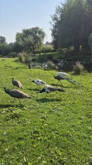 Páv, pavice,pávata