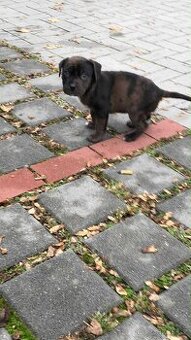 stafordšírský bulteriér