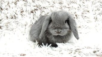 Zakrslý beránek, králíček, králík - KVIDO