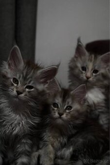 CHS nabízí k rezervaci koťátka Mainské mývalí kočky s PP.