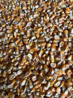 Kukuřice sušená letošní