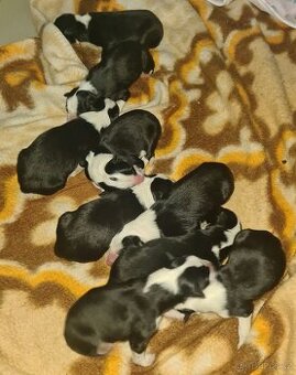 ŠTĚŇATA BORDER KOLIE S PP