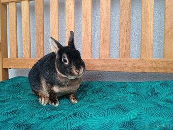 Zakrslý rex tříslový černý sameček s PP