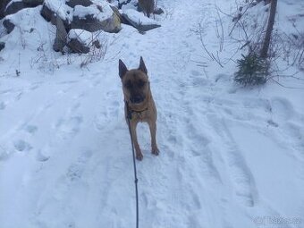 Fenka a její štěňata - 1