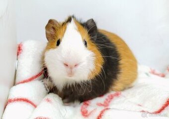 Morče, Morčata, Morčátko, Morčátka - KEVIN - 1