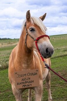 Provazový nánosník na uzdečku - 1