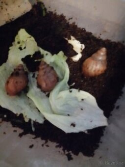 Tři africký šneci achatina