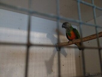 Papoušek Senegalsky