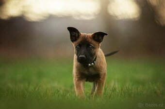 BELGICKÝ OVČÁK MALINOIS S PP