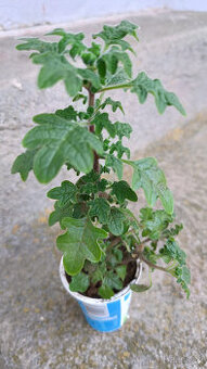 MIGRÉNOVNÍK - - viz text a foto