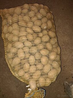 Sadbove brambory Antonie