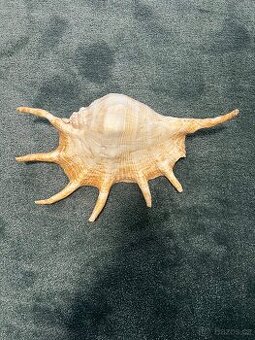 Lambis truncata mořská mušle velká
