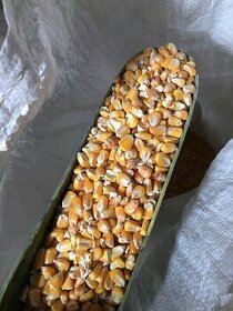 Kukuřice sušená zrno pytel 50kg - 1