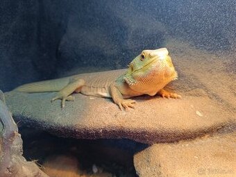 Agama vousatá - samec