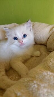 Ragdoll holčička blue bicolor k REZERVACI