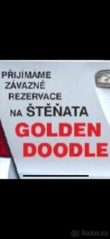 Goldendoodle