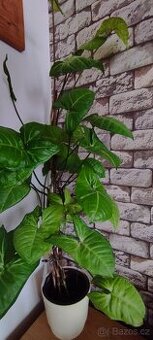 Syngonium podophyllum