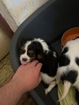 Kavalír king charles Španěl