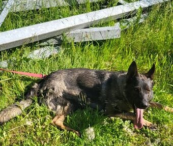 německý ovčák-vlkošedá fena