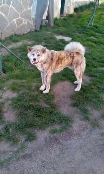 Akita-Inu s PP ke krytí. - 1