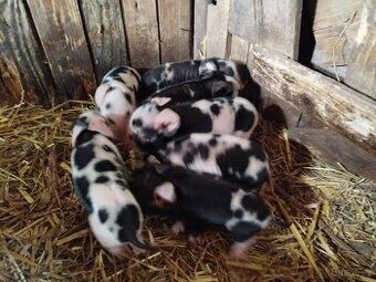 Kune kune