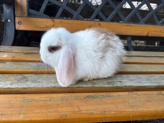 Mláďata mini lop králíčci