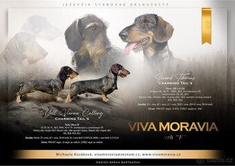 Jezevčík drsnosrstý