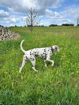 Krytí dalmatin hnědý