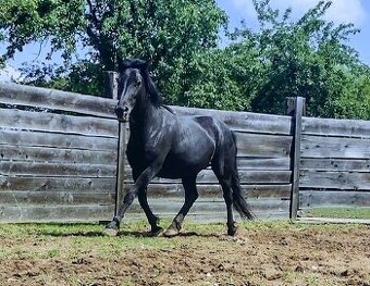 Wpbr/QH pony 9 let - 1