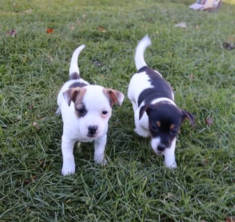 Jack Russell teriér