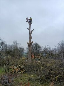 Rizikové kácení stromů