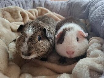 Morče - dva bráškové Americký Crested Teddy Bear