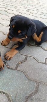 Rotvajler Štěně ❤️🐶 - 1