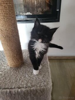 Mainská mývalí koťátka bez pp