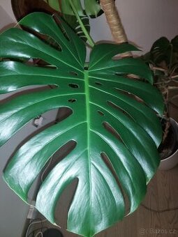 Monstera
