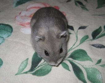 Křeček džungarský s PP (Brno, Břeclav, Kúty)