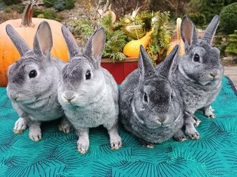 Zakrslý REX činčilový miminka s PP