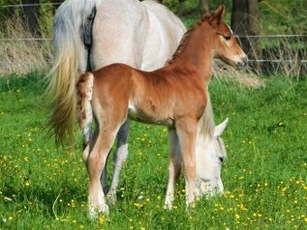 Prodám hřebečka Welara