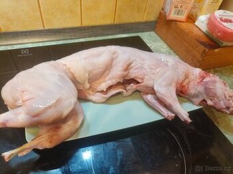 Prodám domácí králíky